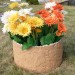 Цветник КАНЬОН купить в Щиграх